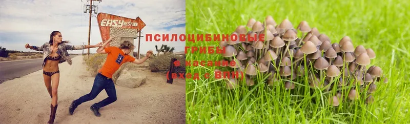 Галлюциногенные грибы Magic Shrooms Лесозаводск